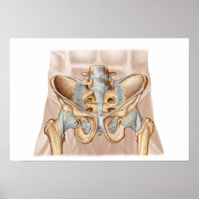 Anatomy Of Human Pelvic Bone And Ligaments Poster (Front)
