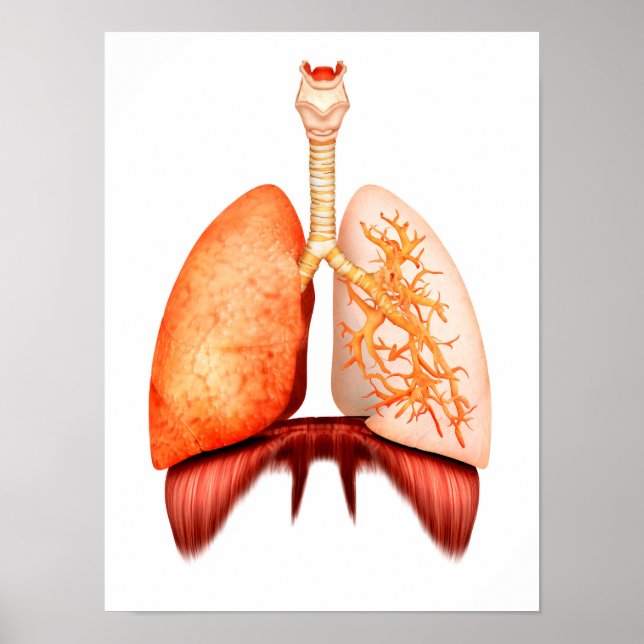 Anatomy Of Human Respiratory System, Front View Poster (Front)