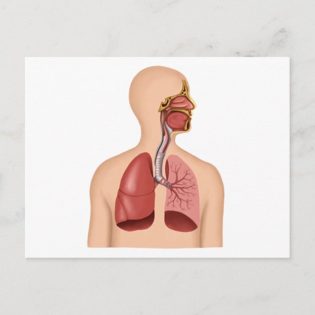 Anatomy Of Human Respiratory System Postcard (Front)