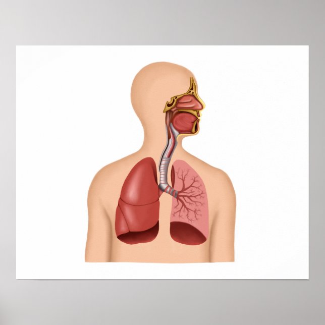 Anatomy Of Human Respiratory System Poster (Front)