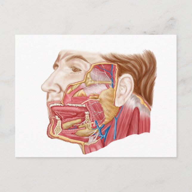 Anatomy Of Human Salivary Glands Postcard (Front)