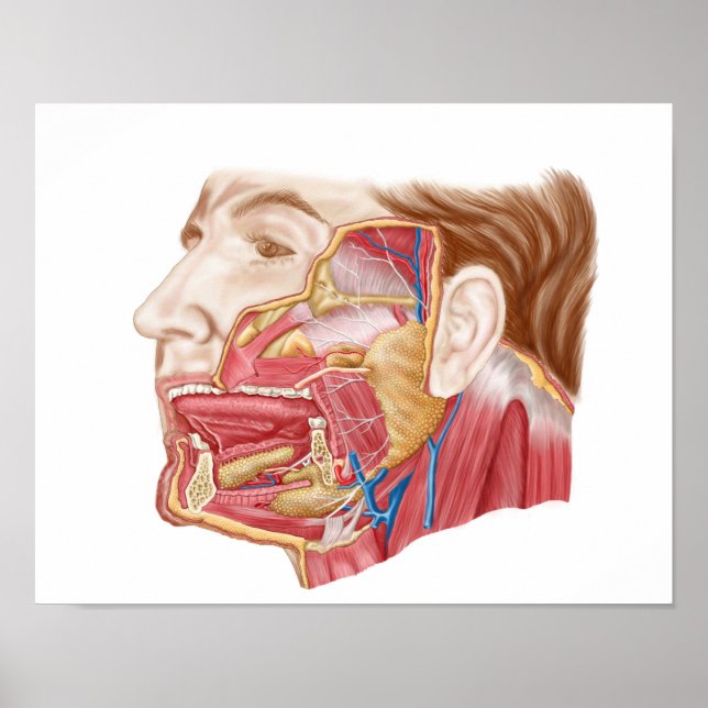 Anatomy Of Human Salivary Glands Poster (Front)