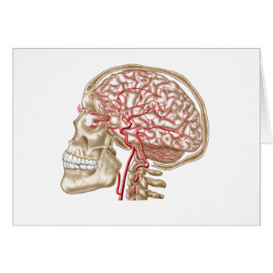 Anatomy Of Human Skull, Eyeball And Arteries
