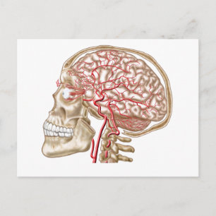 Anatomy Of Human Skull, Eyeball And Arteries Postcard