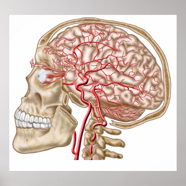 Anatomy Of Human Skull, Eyeball And Arteries Poster (Front)
