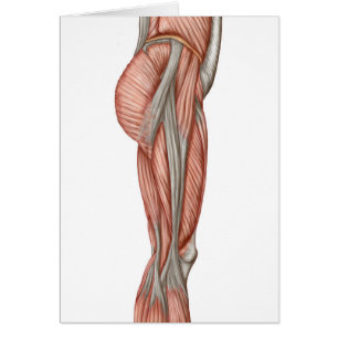 Anatomy Of Human Thigh Muscles, Anterior View
