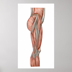 Anatomy Of Human Thigh Muscles, Anterior View Poster