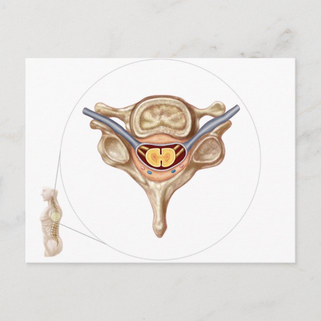 Anatomy Of Human Vertebra Postcard (Front)