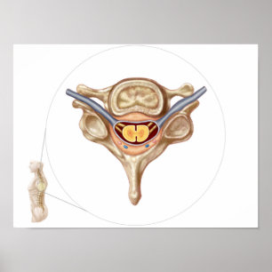 Anatomy Of Human Vertebra Poster