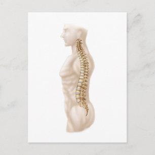 Anatomy Of Human Vertebral Column, Left Lateral Postcard