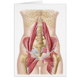 Anatomy Of Iliopsoa, The Dorsal Hip Muscles
