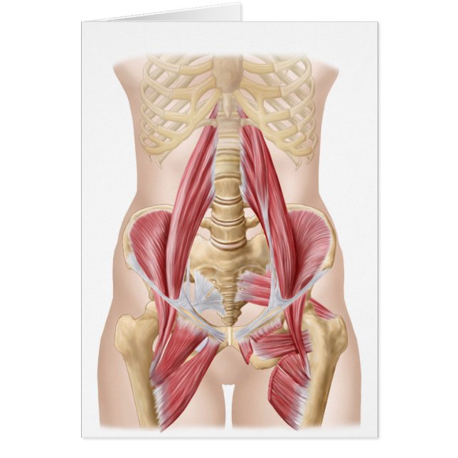 Anatomy Of Iliopsoa, The Dorsal Hip Muscles (Front)