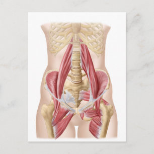 Anatomy Of Iliopsoa, The Dorsal Hip Muscles Postcard
