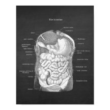 Anatomy of Intestines Gastroenterologist Decor
