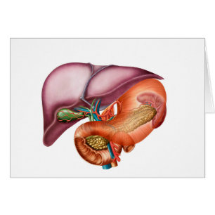 Anatomy Of Liver, Antero-Visceral View