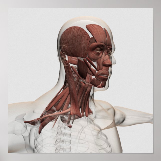Anatomy Of Male Facial And Neck Muscles, Front Poster (Front)