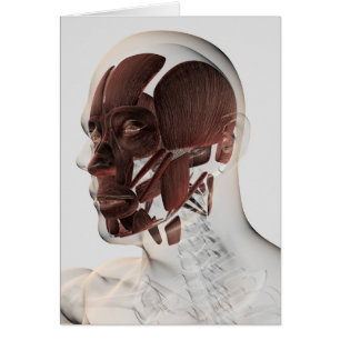 Anatomy Of Male Facial Muscles, Side View