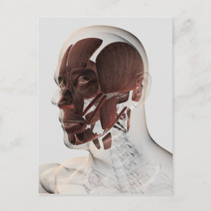 Anatomy Of Male Facial Muscles, Side View Postcard
