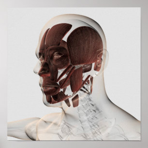 Anatomy Of Male Facial Muscles, Side View Poster