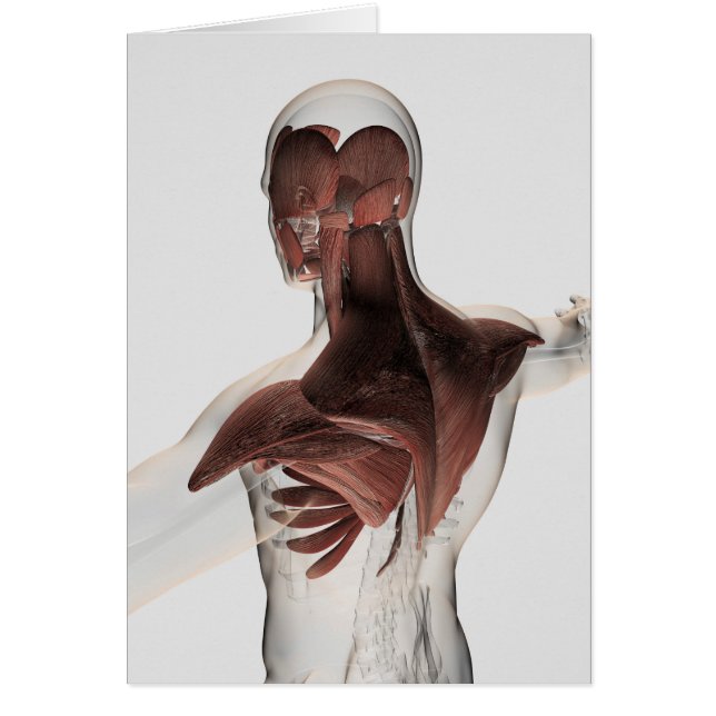 Anatomy Of Male Muscles In Upper Body 1 (Front)