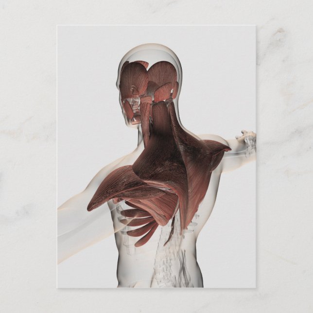 Anatomy Of Male Muscles In Upper Body 1 Postcard (Front)