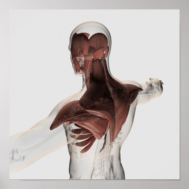Anatomy Of Male Muscles In Upper Body 1 Poster (Front)