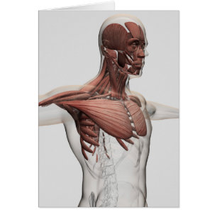 Anatomy Of Male Muscles In Upper Body, Anterior