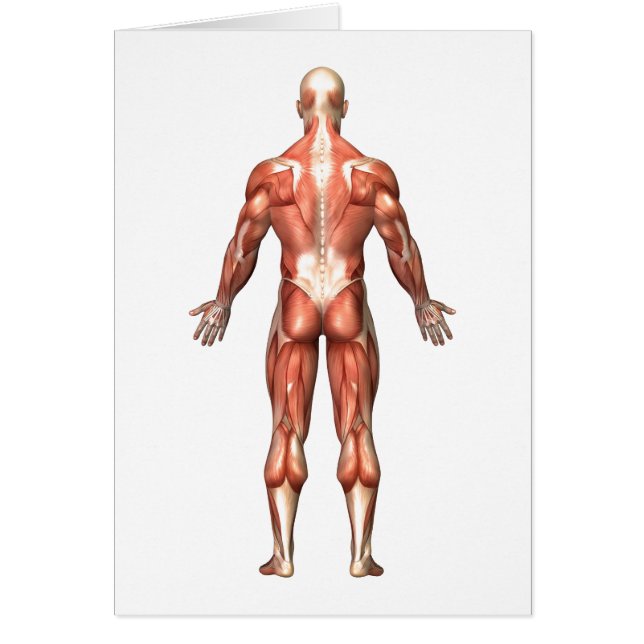 Anatomy Of Male Muscular System, Back View (Front)