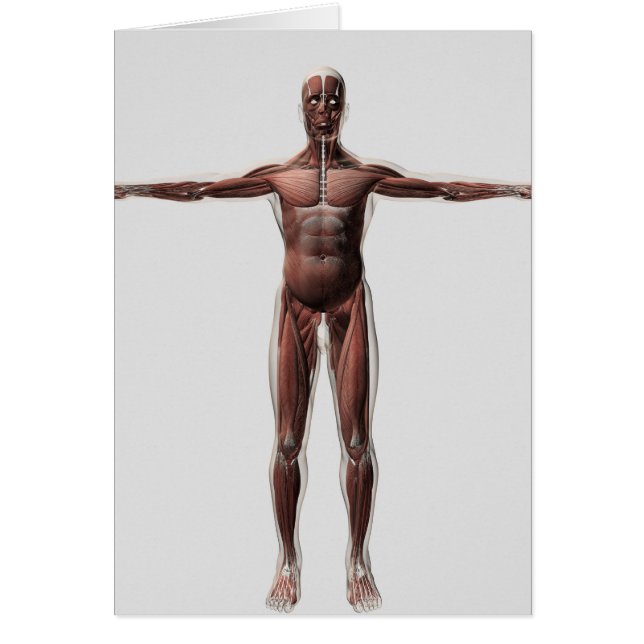 Anatomy Of Male Muscular System, Front View 1 (Front)