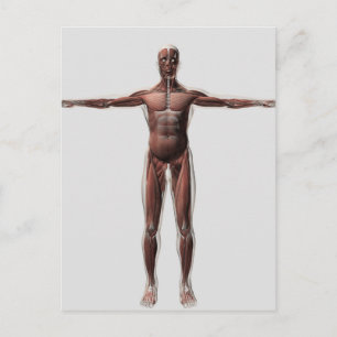 Anatomy Of Male Muscular System, Front View 1 Postcard