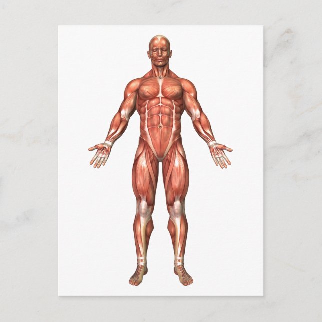 Anatomy Of Male Muscular System, Front View 2 Postcard (Front)