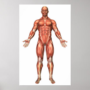 Muscles And Viscera Of The Female Anatomy Poster
