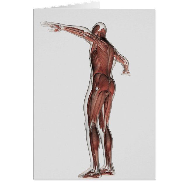 Anatomy Of Male Muscular System, Posterior View (Front)