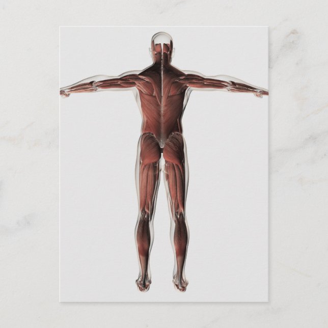 Anatomy Of Male Muscular System, Posterior View Postcard (Front)