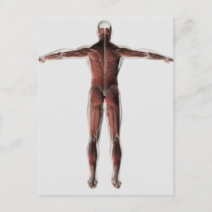 Anatomy Of Male Muscular System, Posterior View Postcard