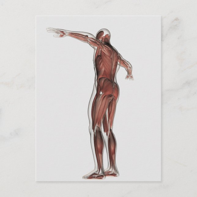 Anatomy Of Male Muscular System, Posterior View Postcard (Front)