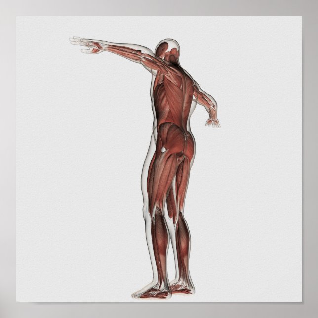 Anatomy Of Male Muscular System, Posterior View Poster (Front)