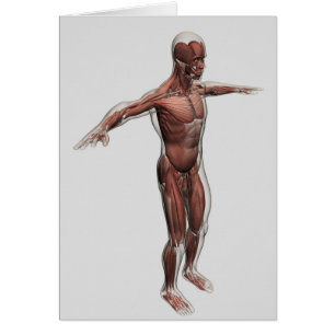 Anatomy Of Male Muscular System, Side View 4