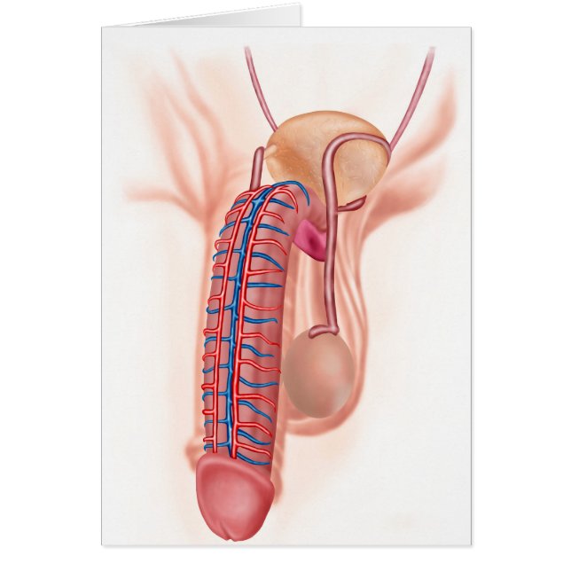 Anatomy Of Male Reproductive Organs (Front)