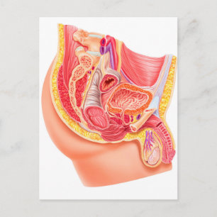 Anatomy Of Male Reproductive System Postcard