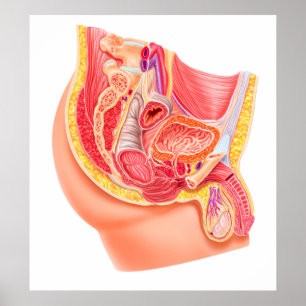 Anatomy Of Male Reproductive System Poster