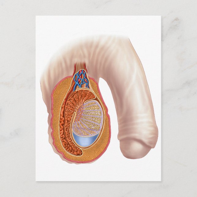 Anatomy Of Male Testis Postcard (Front)