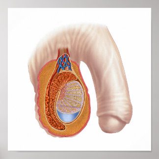 Anatomy Of Male Testis Poster