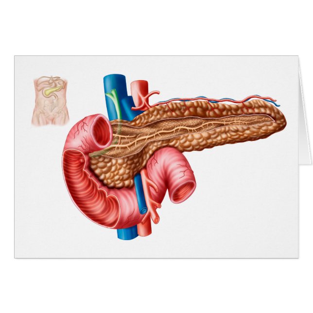 Anatomy Of Pancreas (Front Horizontal)