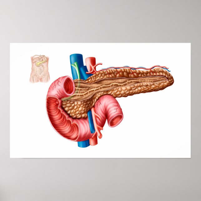 Anatomy Of Pancreas Poster (Front)