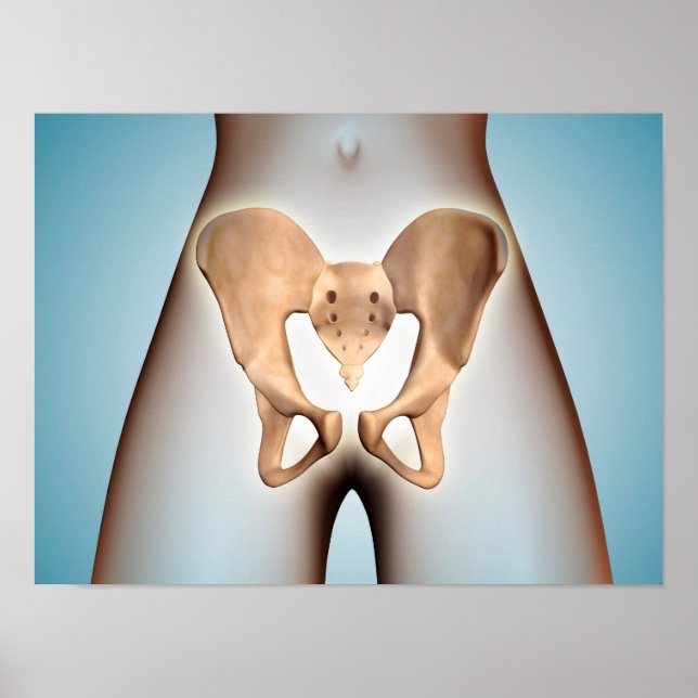 Anatomy Of Pelvic Bone On Female Body Poster (Front)