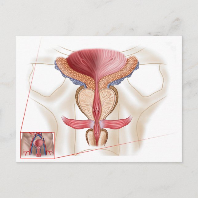Anatomy Of Prostate Gland Postcard (Front)