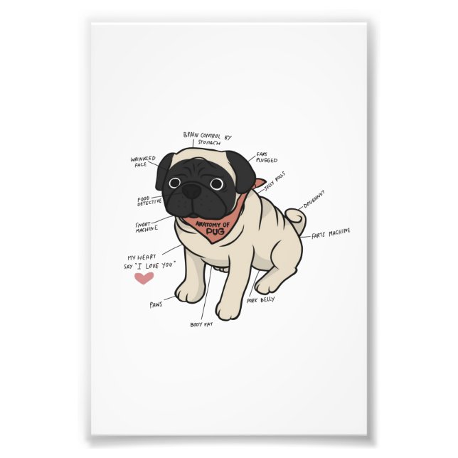 Anatomy Of Pug Dog Chart Photo Print (Front)