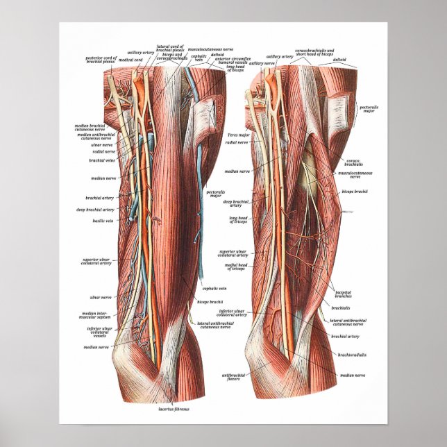 Anatomy of the Arm and Elbow Poster (Front)