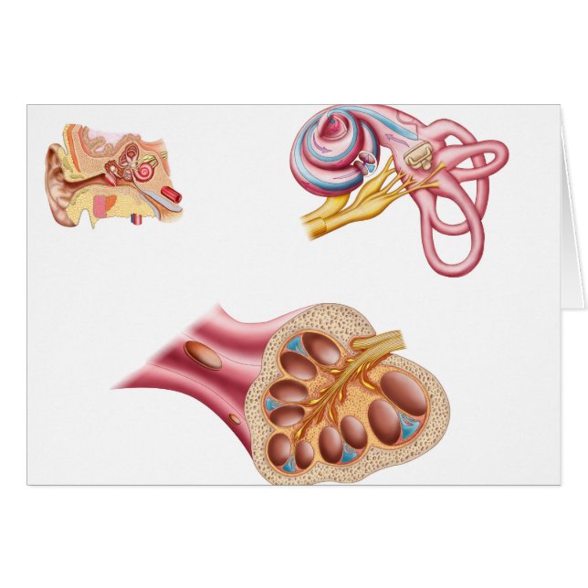 Anatomy Of The Cochlear Duct In The Human Ear (Front Horizontal)